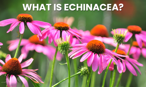 What is Echinacea: Benefits, Safety & Uses Explained